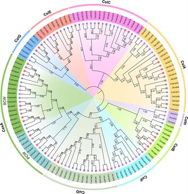 Genome-wide identification and functional analysis of Cellulose synthase gene superfamily in Fragaria vesca